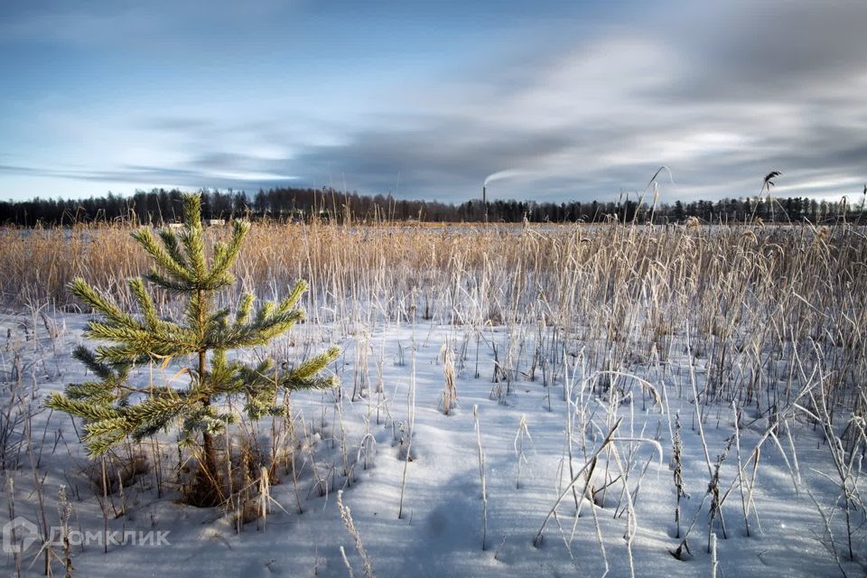 земля г Омск городской округ Омск, территория СОСН Заря-3 фото 4