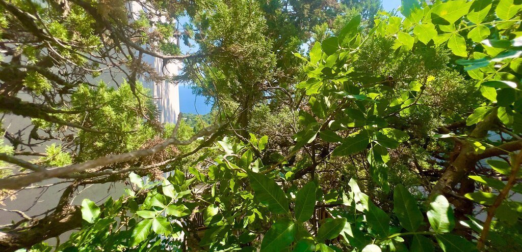 дом г Ялта пгт Гаспра Алупкинское шоссе фото 23