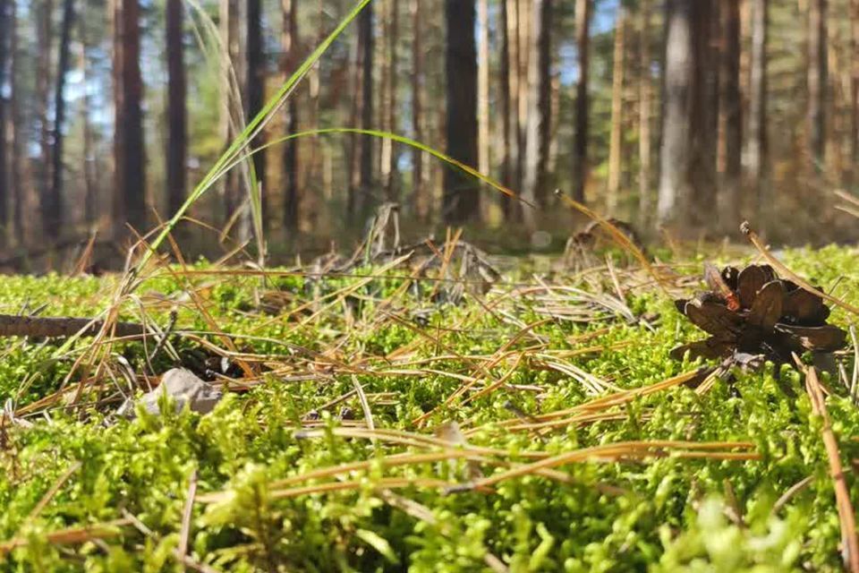 земля р-н Тамбовский п Тригуляй городской округ Тамбов, 126А фото 6