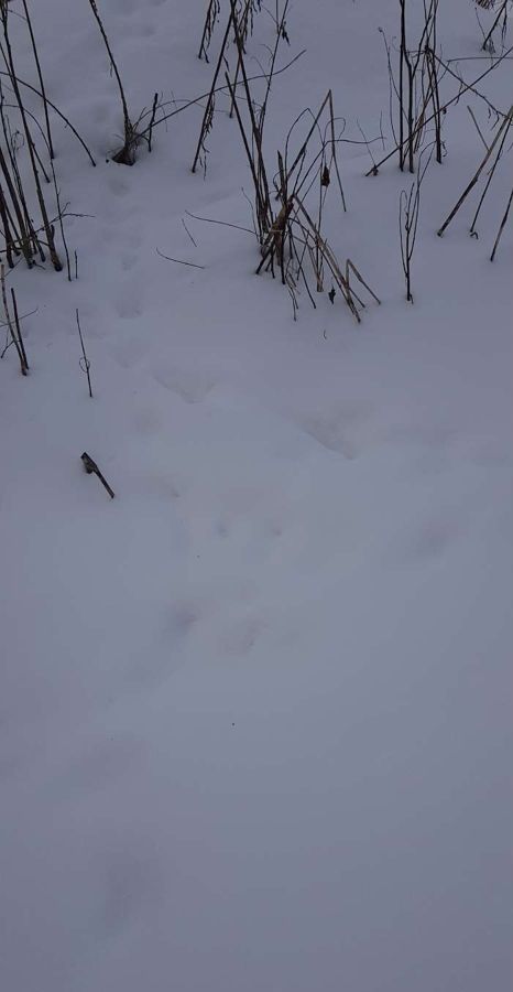 земля городской округ Истра п Глебовский 49 км, садовое товарищество Остоженка, 34, г. о. Истра, Волоколамское шоссе фото 17