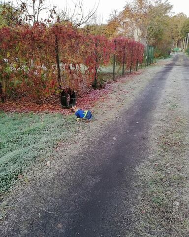 снт Полянка пр-д Сосновый Калининград фото