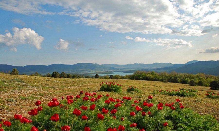 земля г Севастополь с Колхозное ул Ущельная р-н Балаклавский Орлиновский муниципальный округ, Крым, г Ялта, Алупка фото 9