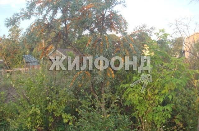 земля г Новосибирск территория садоводческого товарищества Ранняя заря фото 4