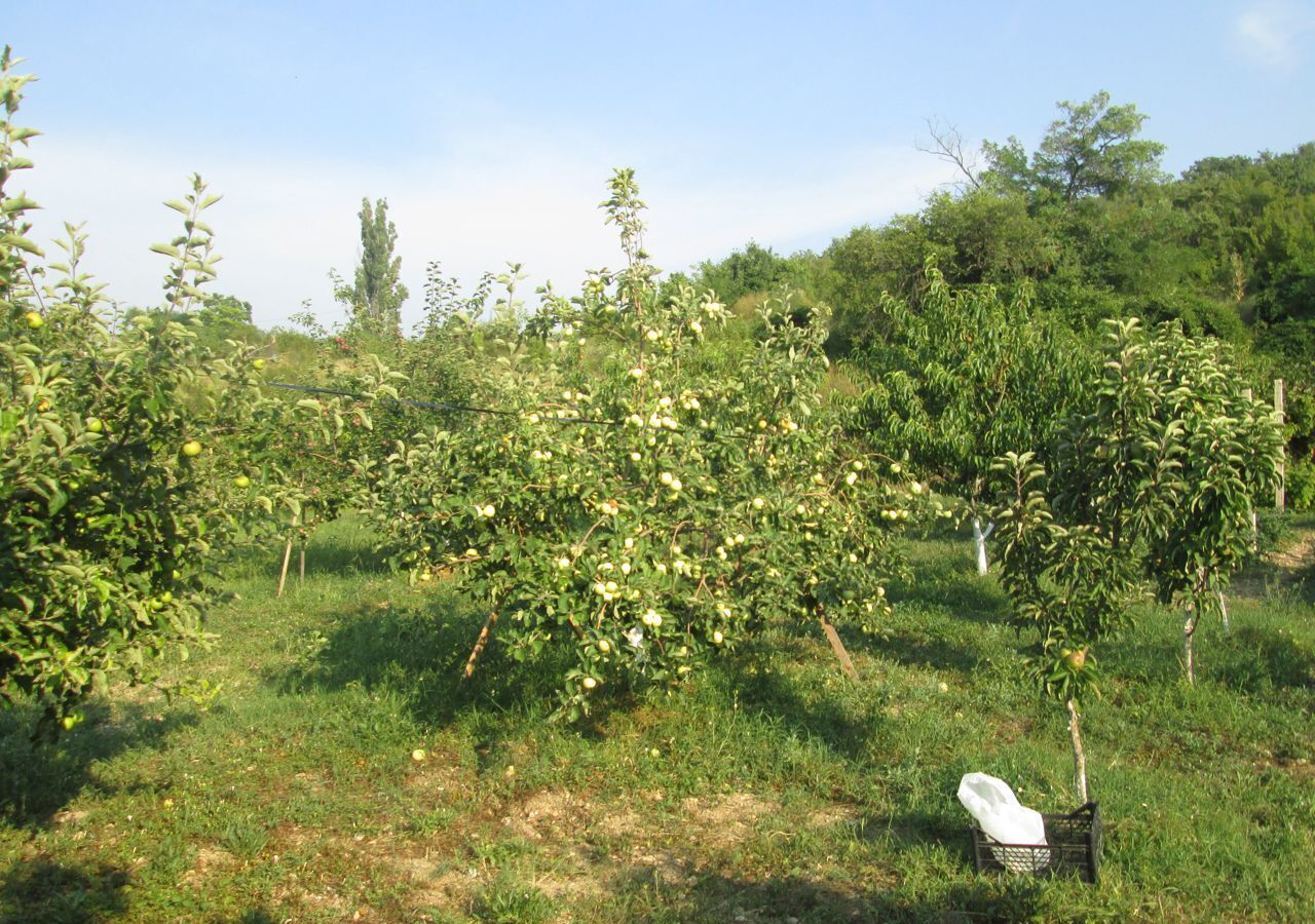 земля г Севастополь садоводческое товарищество Алькадар, 1-й пр, Крым фото 2
