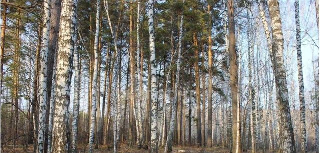 Кубовинский сельсовет, Сосновка Вилладж кп, ул. Южная фото