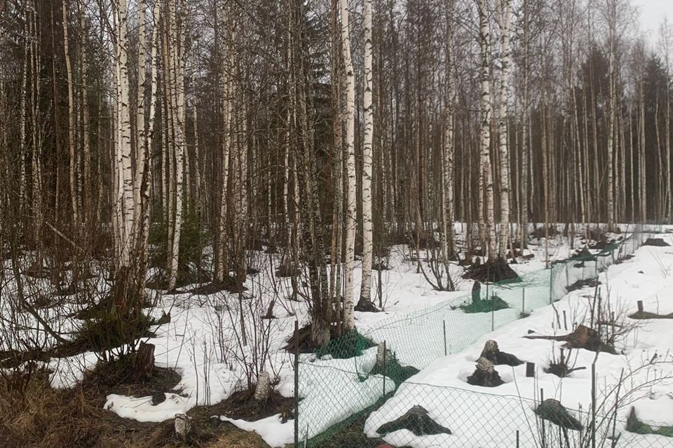 земля р-н Волховский массив Пупышево снт Север линия 18-я 516 фото 9