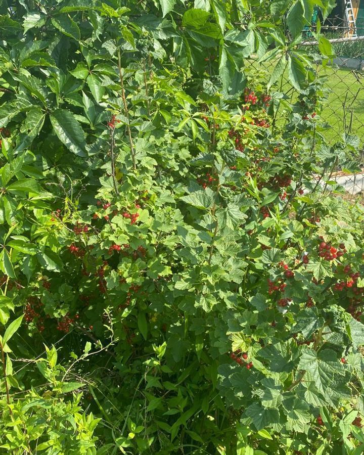 земля городской округ Ступино д Ольховка снт Марьино-2 5, Михнево фото 16