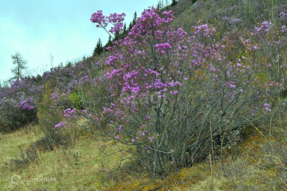 земля р-н Онгудайский с Купчегень ул Средняя фото 4