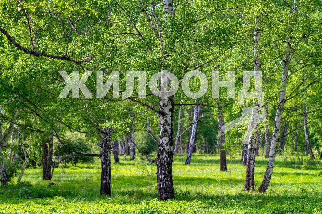 земля р-н Новосибирский с Плотниково Предгорная улица фото 12