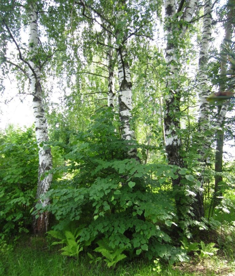 земля г Коломна п Новоселки садовое товарищество Ягодное, Воскресенск фото 1