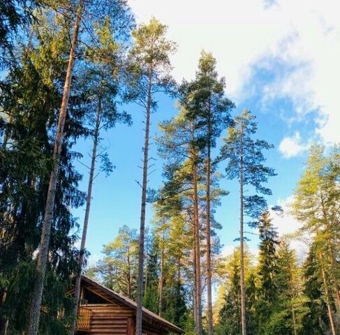 Вистинское с/пос фото