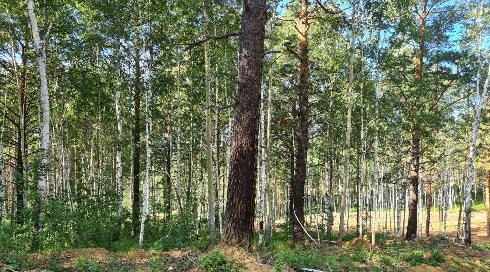 земля р-н Иркутский снт Садко Ушаковское муниципальное образование, ДПК, проезд Дачный фото 4