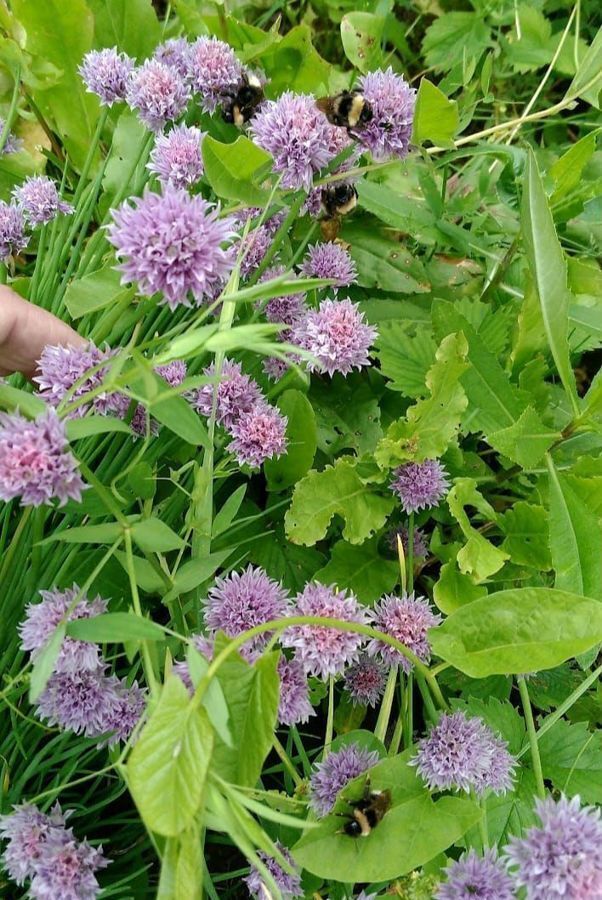 земля р-н Завьяловский снт Полянка Ижевск фото 1