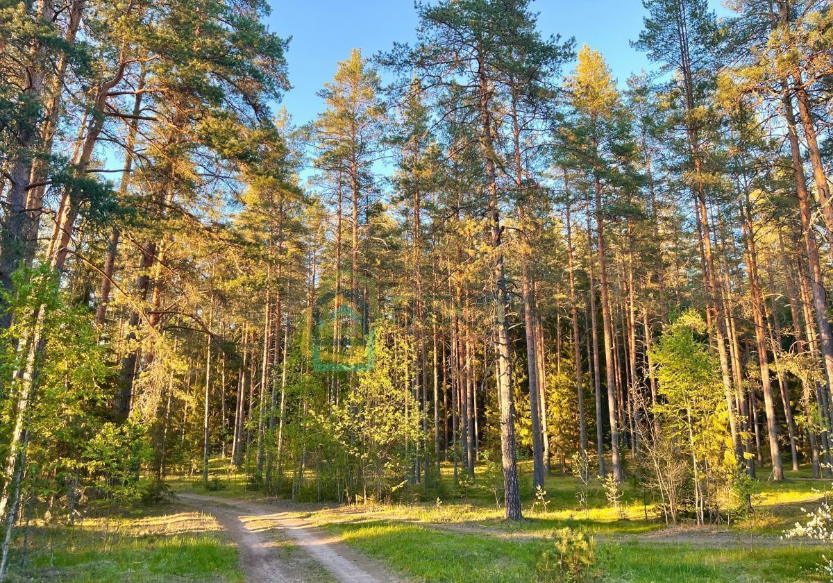 земля р-н Лужский п Плоское Киевское шоссе, 9834 км, Толмачёвское городское поселение, Толмачево фото 3