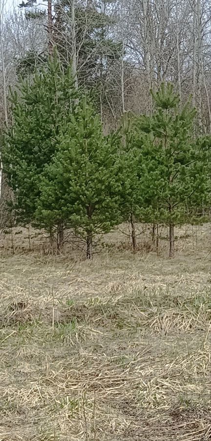 земля р-н Чудовский д Кузино Трегубовское сельское поселение, Чудово фото 19