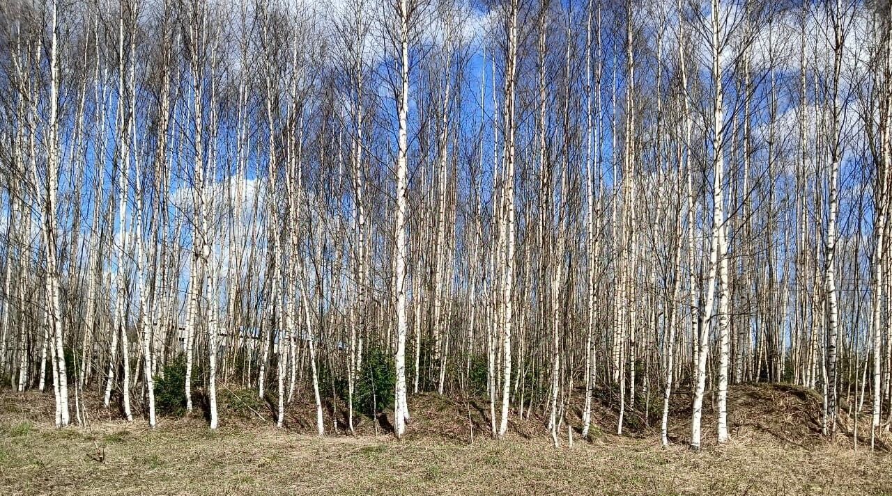 земля р-н Всеволожский массив Рахья Рахьинское городское поселение фото 2