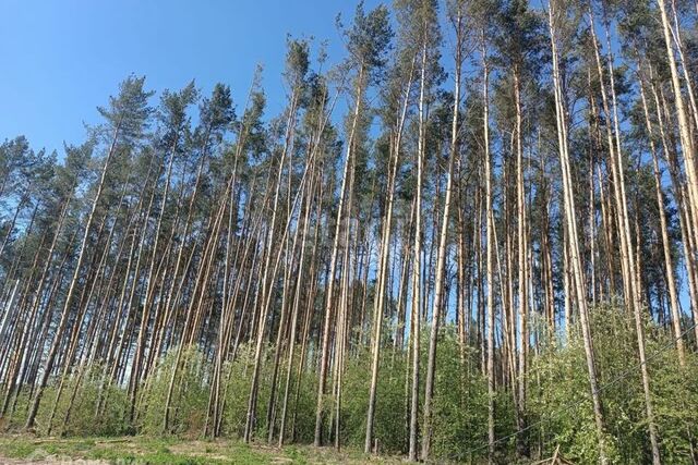 п Светлый Арамильский городской округ, Исетский бор фото