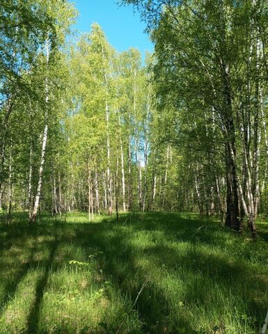 9803 км, садовые участки Озёры, 26, Кашира, Каширское шоссе фото