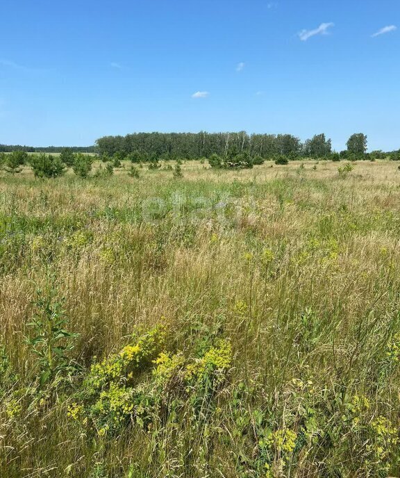 земля р-н Сосновский с Кайгородово Алишевское сельское поселение фото 9