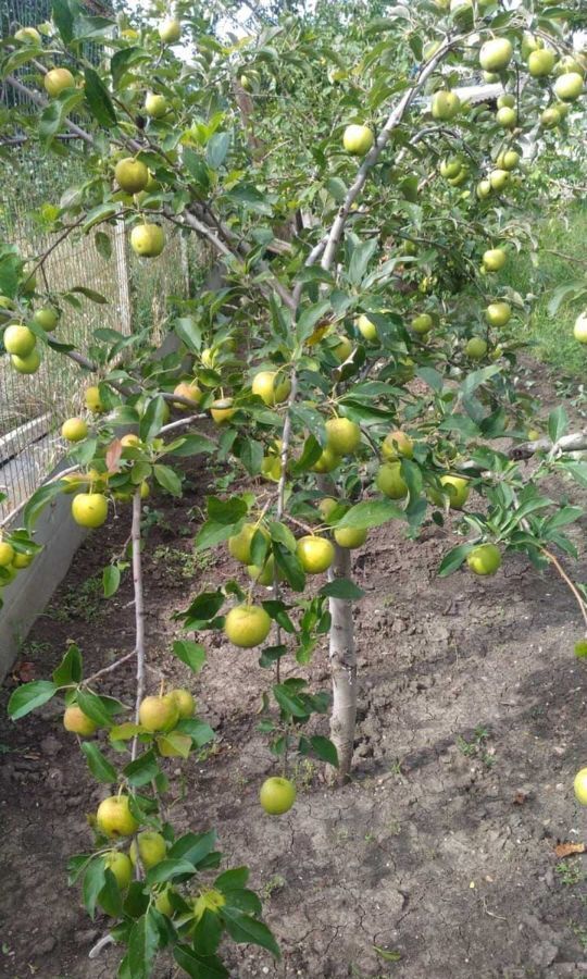 дом р-н Симферопольский с Урожайное ул Цветочная Урожайновское сельское поселение, Гвардейское фото 27