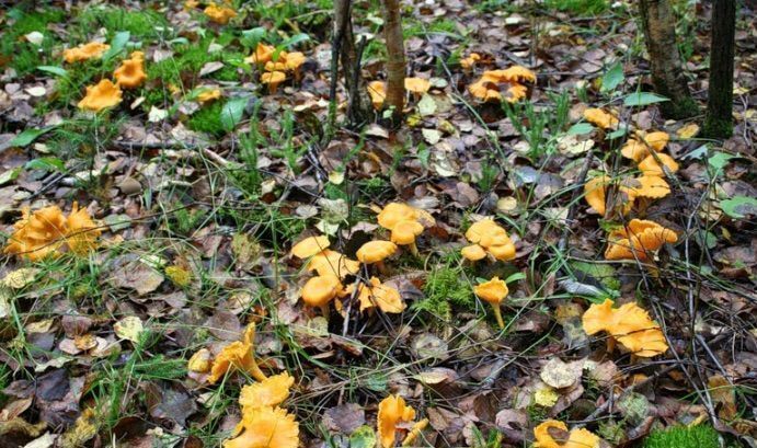 дом р-н Всеволожский массив Ириновка Рахьинское городское поселение, Рахья фото 14