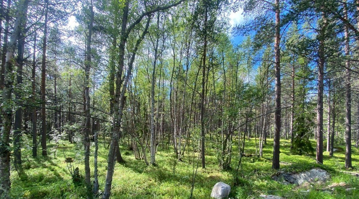 земля р-н Кольский г Кола городское поселение, Брусникино-3 кп фото 10