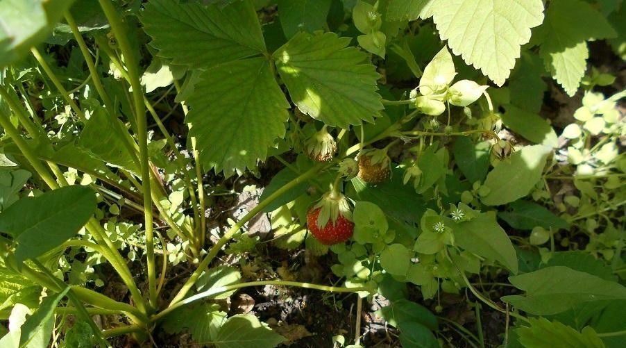 земля р-н Новосибирский снт Нива Барышевский сельсовет, Л-145 фото 2