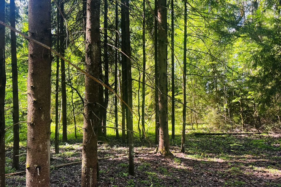 земля городской округ Дмитровский деревня Никулино фото 5