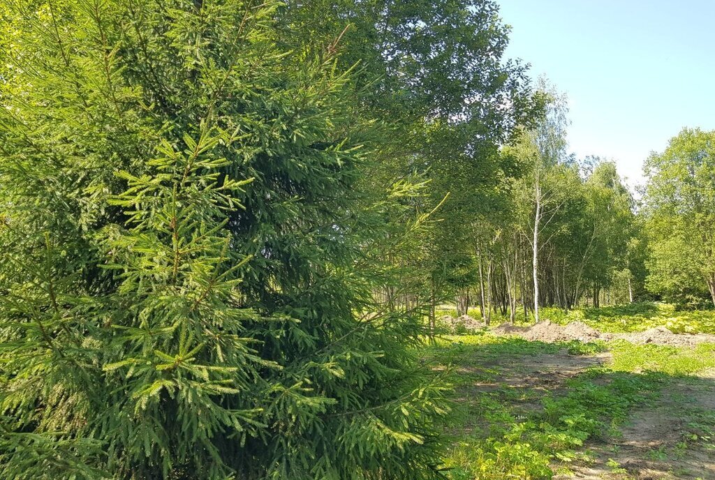 земля городской округ Рузский д Ивойлово фото 6