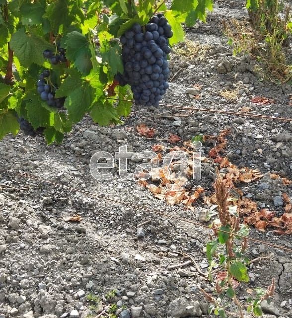 земля г Судак с Ворон ул Новая городской округ Судак фото 5