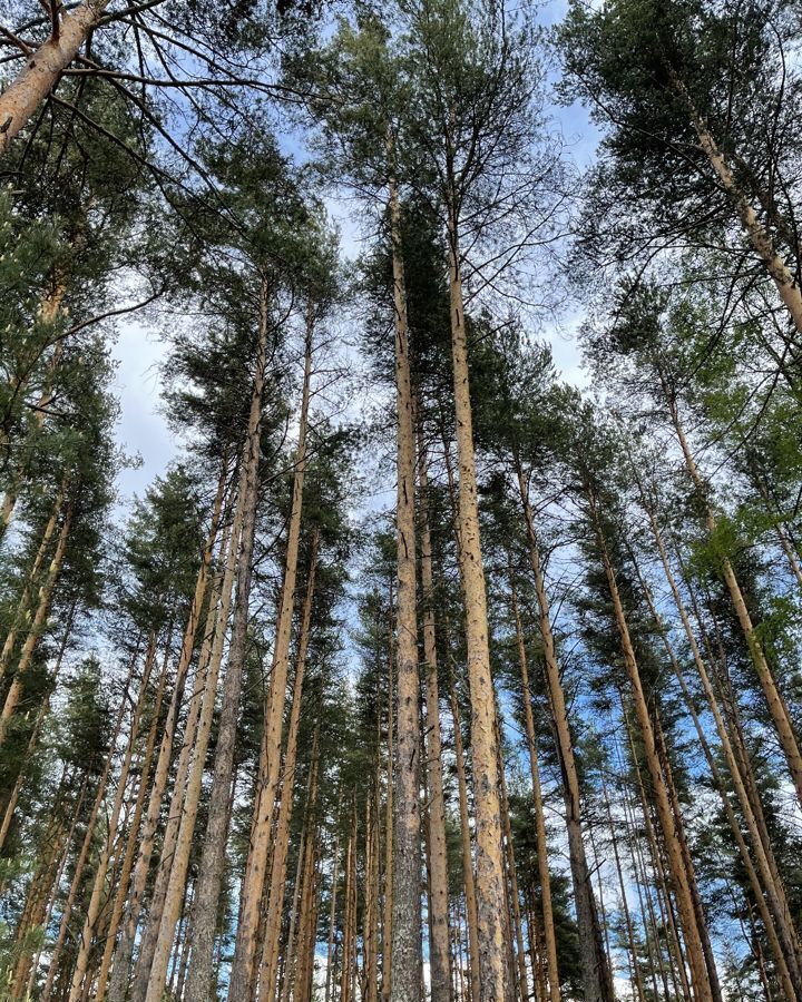 свободного назначения р-н Кочкуровский с Сабаево Кочкурово фото 1