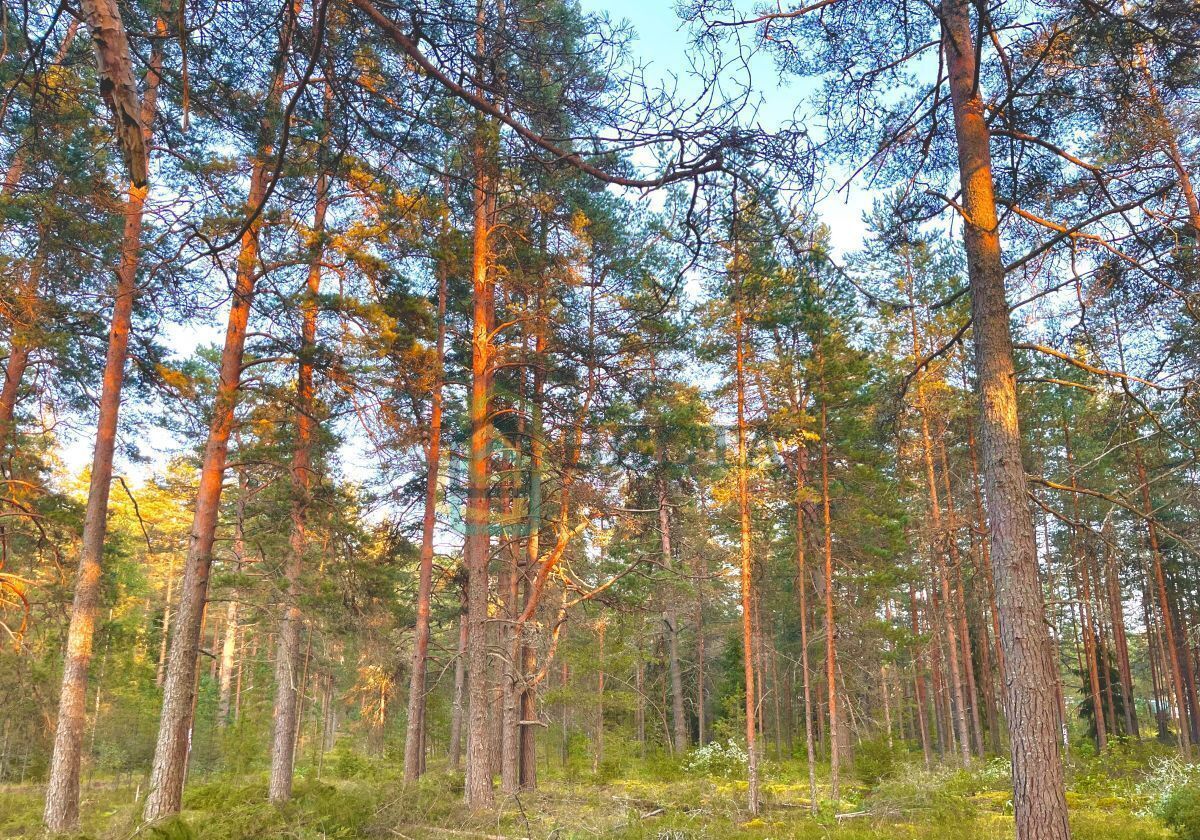 земля р-н Лужский п Толмачево Киевское шоссе, 9825 км, Толмачёвское городское поселение фото 13