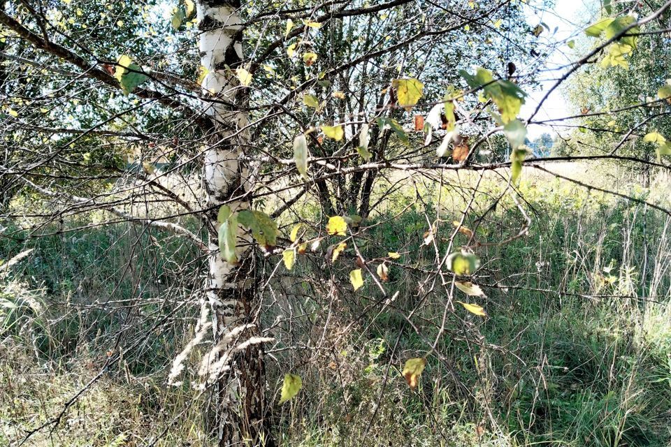 земля городской округ Клин деревня Щекино фото 5