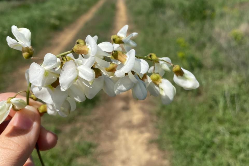 земля р-н Аксайский фото 3