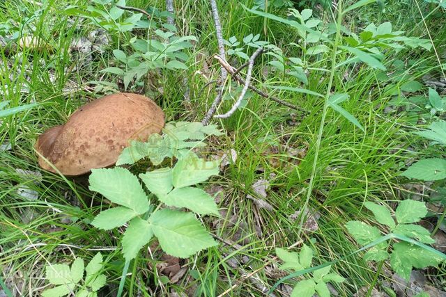 земля городской округ Ревда, СОТ Клубничка фото