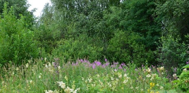 снт Химик-2 ул 10-я Переславль-Залесский муниципальный округ фото снт Химик-2 ул 10-я Переславль-Залесский муниципальный округ фото