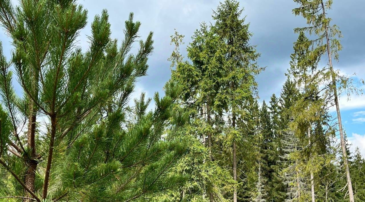 земля городской округ Рузский Эмеральд Вилладж кп, ул. Львиное Сердце фото 4