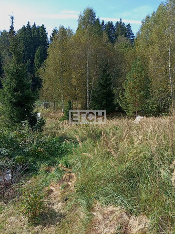 снт Дубки фото