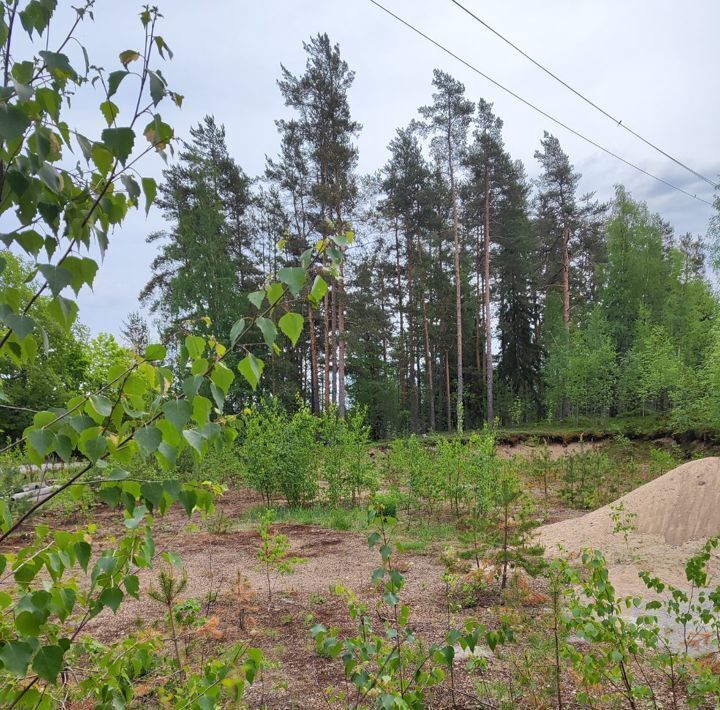 дом р-н Выборгский п Черничное ул Берёзовая 1 Советское городское поселение фото 10