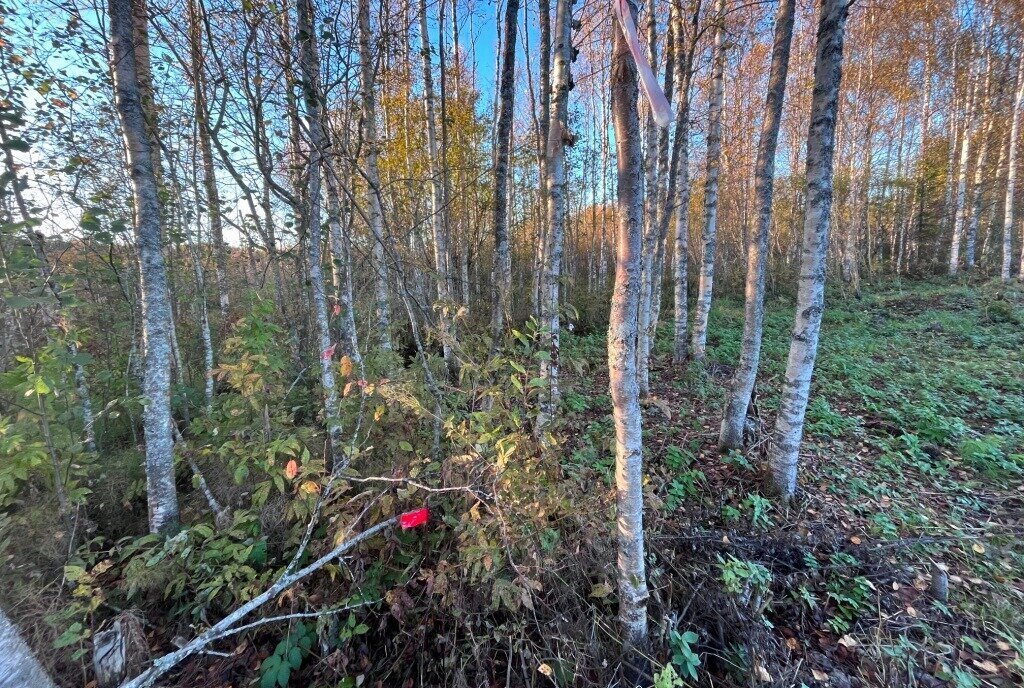 земля р-н Приозерский Кузнечнинское городское поселение, садоводческое товарищество Алмаз, Симферопольская улица, 300 фото 1