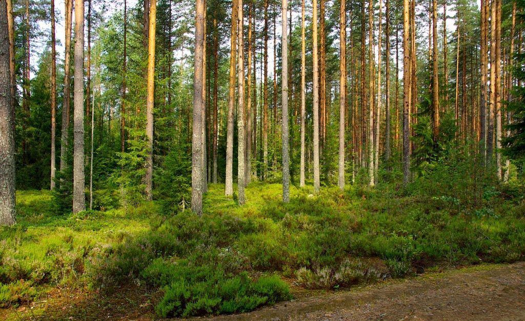 земля р-н Выборгский г Выборг Трасса Скандинавия, 9821 км, Каменногорское городское поселение фото 2