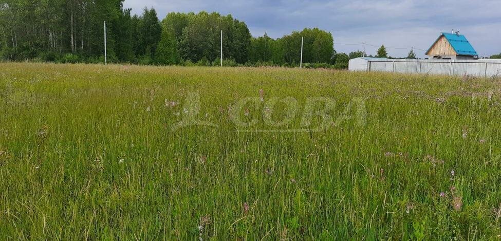 земля р-н Тюменский дачный посёлок Ежевика фото 4