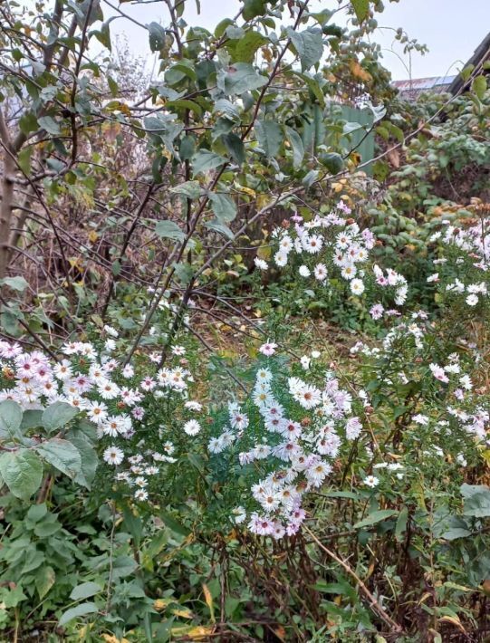 дом городской округ Серпухов п Пролетарский ул. Новая, 23/10 фото 10