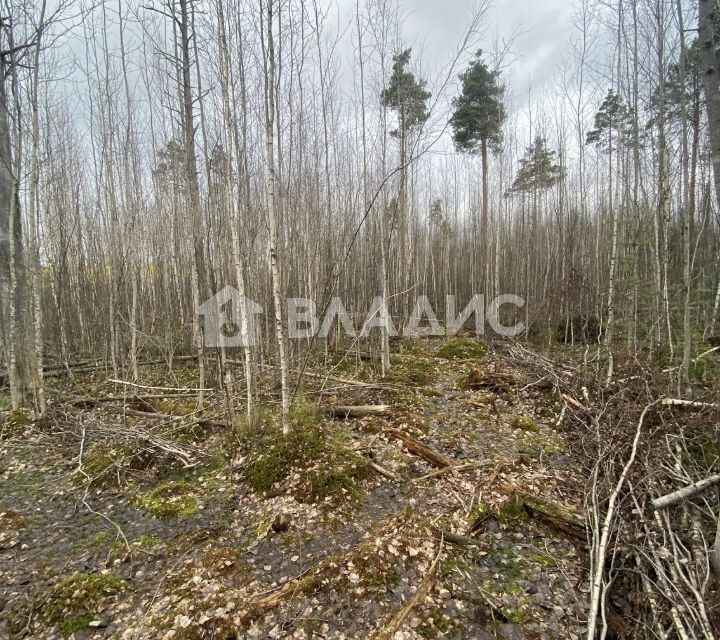 земля р-н Всеволожский Всеволожск фото 2