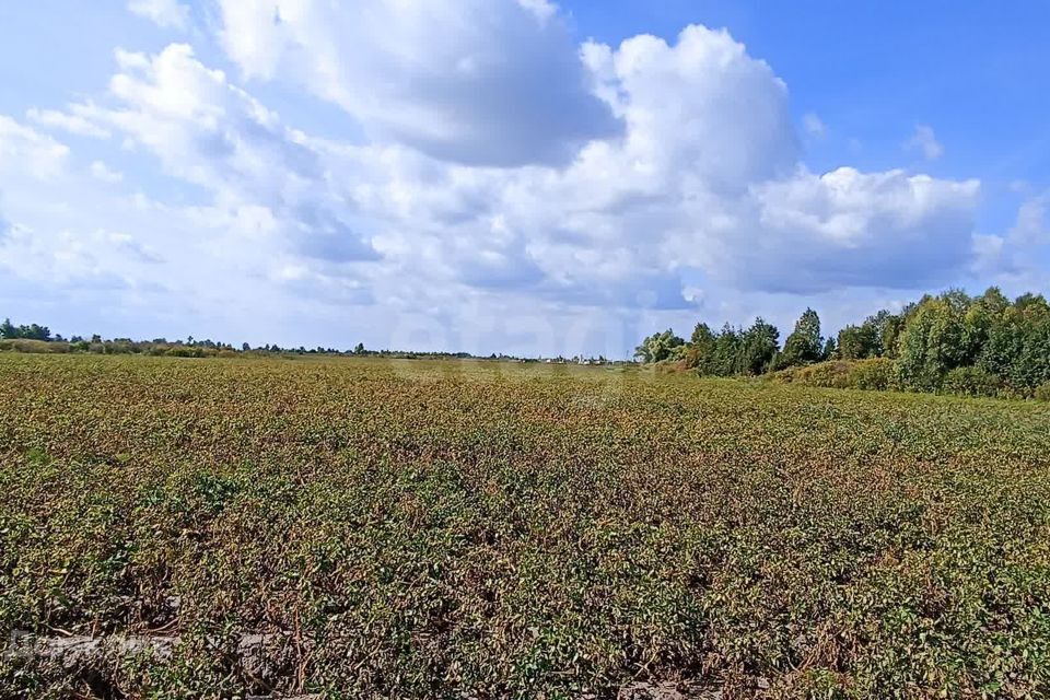 земля р-н Тюменский село Чикча фото 1