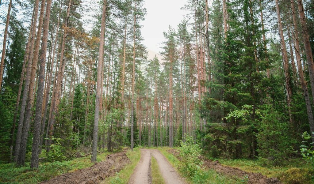 земля р-н Выборгский п Мамонтовка Приморское городское поселение фото 1