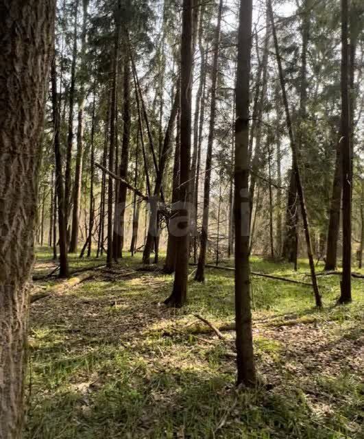 земля городской округ Пушкинский д Могильцы Пушкинский лес фото 4