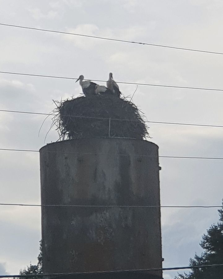 земля городской округ Истра д Ремянники ул Ореховая 9782 км, Руза, Новорижское шоссе фото 9