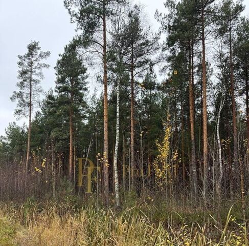 снт Жемчужина Сертоловское городское поселение, Беговая, 579, Всеволожский район, Северная фото