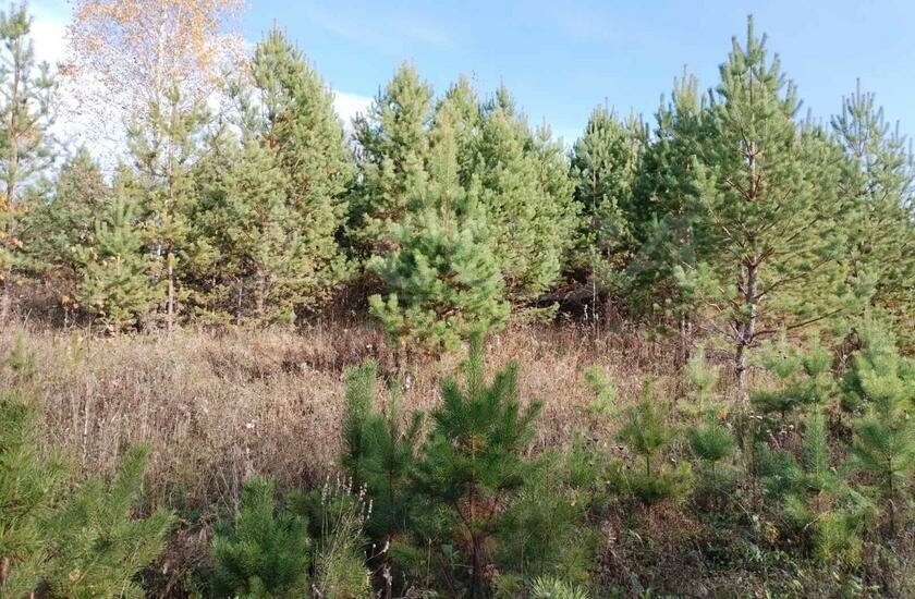 земля р-н Нижнетавдинский садовые участки Боярский двор фото 3